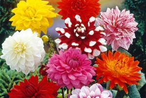 Jiřina Kolekce dekorativních menší